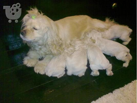 PoulaTo: Kαλή τιμή!!!.Αμερικανικος Κόκερ Σπάνιελ 250 euro